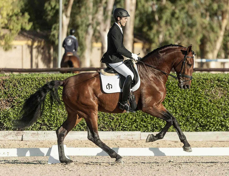 Selección de Caballos Jóvenes