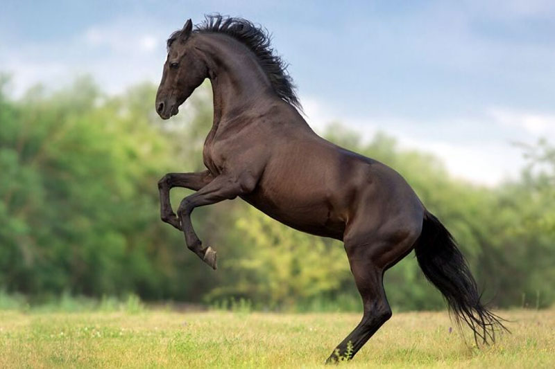 Nociones básicas del caballo, un animal con una biología y un  comportamiento particular | OcioCaballo